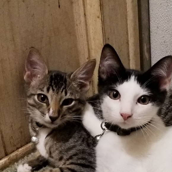 Meet your Posher, Elizabeth - Picture 14 of 16